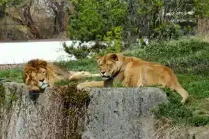 Warszawskie ZOO - lwy