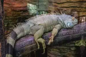 Warszawskie Zoo - Iguana