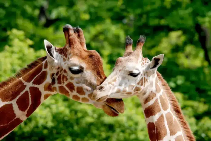 Warszawskie Zoo - Ogród Zoologiczny w Warszawie