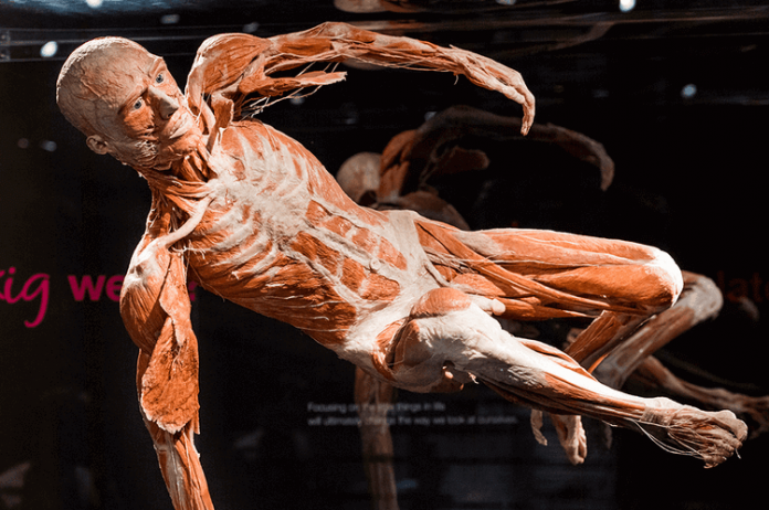 Body Worlds Warszawa