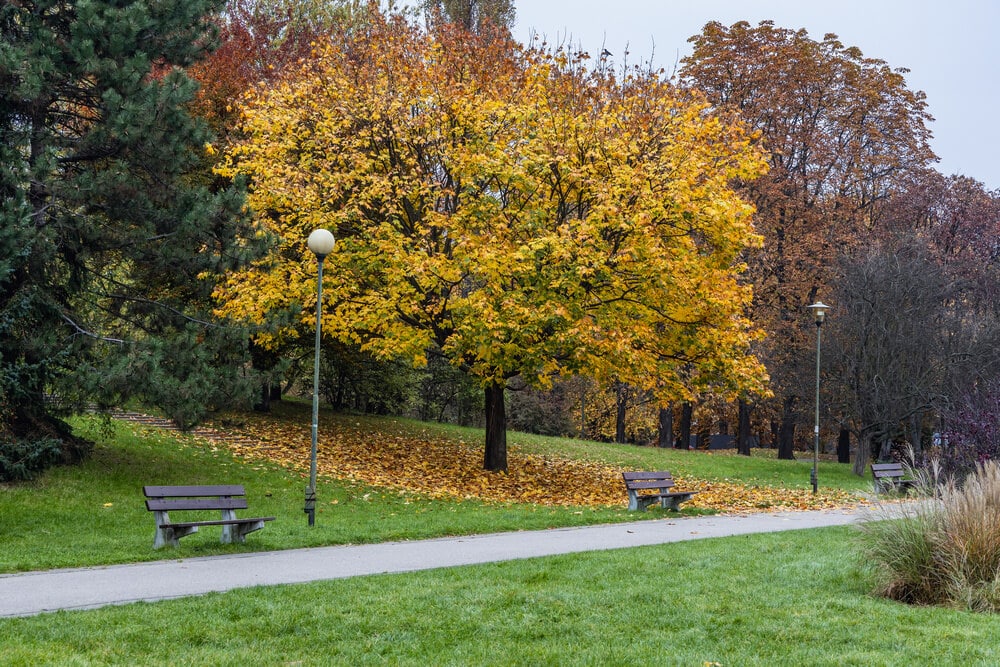 Pole Mokotowskie, Mokotów, alejki spacerowe parku