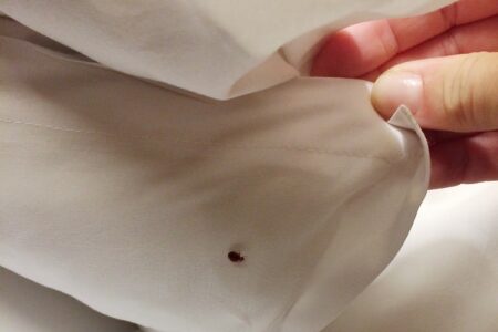 Jak przebiega dezynsekcja pluskwy domowej? dezynsekcja pluskwy