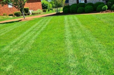 Niezbędne zabiegi na trawniku – wiosna w ogrodzie niezbędne zabiegi na trawniku