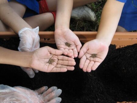 Przygotowania do wiosny w ogrodzie – co wysiewać w lutym? wysiewnasion