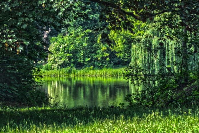 Park Skaryszewski Warszawa - Staw Łabędzi