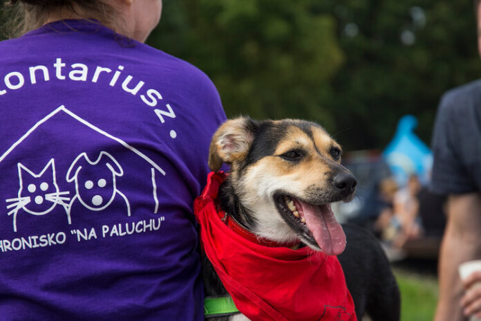 pies_schroniska_na_paluchu_w_parku._akcja_adoptuj_warszawiaka