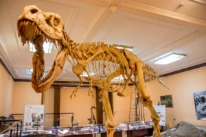 Muzeum Ewolucji PAN w PKiN