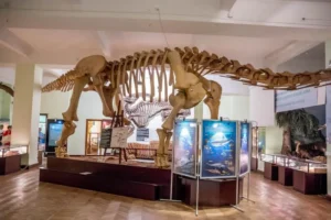 Muzeum Ewolucji PAN w PKiN