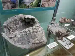 Muzeum Ewolucji w PKiN - wystawa żółwie