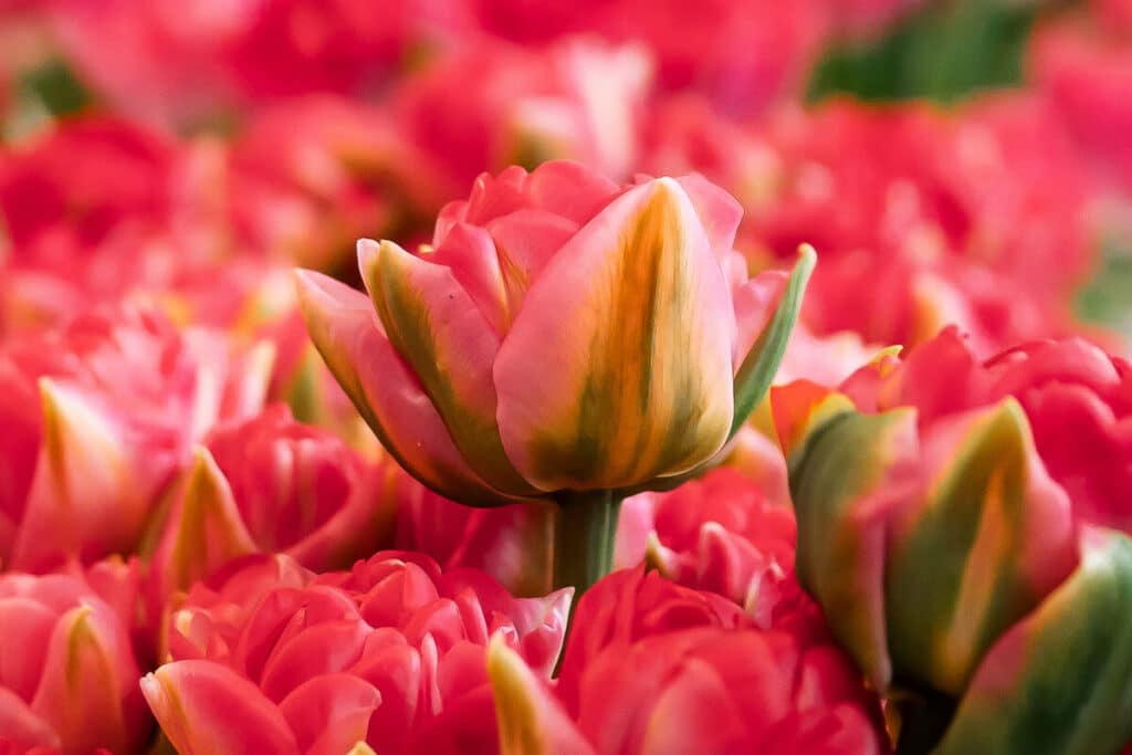 wydarzenia Warszawa - wystawa tulipanów