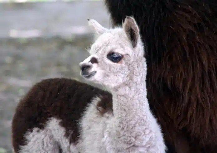 Alpaka Rico, fot. Warszawskie ZOO