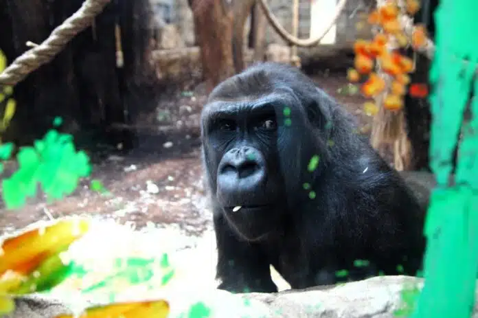 Goryle z warszawskiego ZOO_fot. Ewa Jakowlew_Warszawskie ZOO