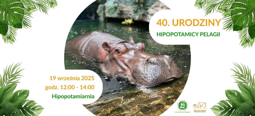 40. urodziny Pelagii – najstarszego hipopotama w Polsce! wydarzenia Warszawa