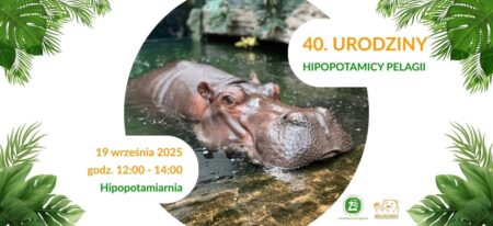 40. urodziny Pelagii – najstarszego hipopotama w Polsce! wydarzenia Warszawa