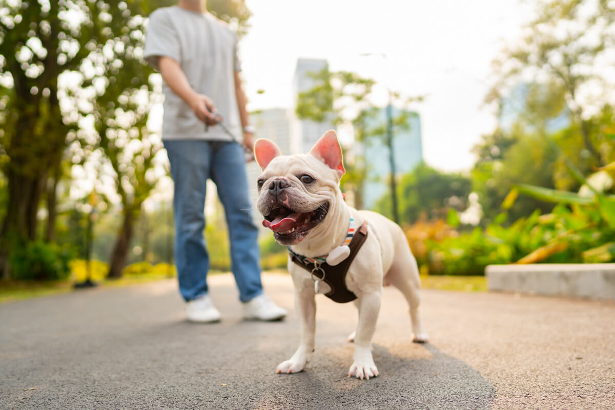 Co robić w Warszawie z psem- Najlepsze miejsca dog-friendly w stolicy 