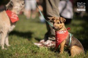 Jubileuszowy 10. Spacer Adopciaków – wydarzenia Warszawa
