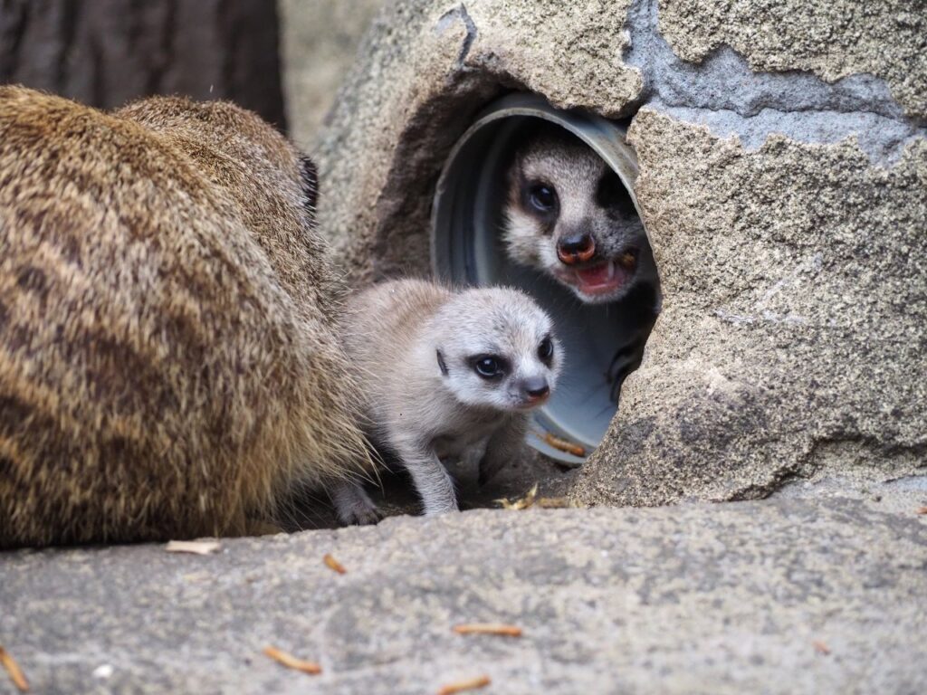 Małe surykatki w warszawskim zoo, fot. Marta Tomczyk, Zoo Warszawa
