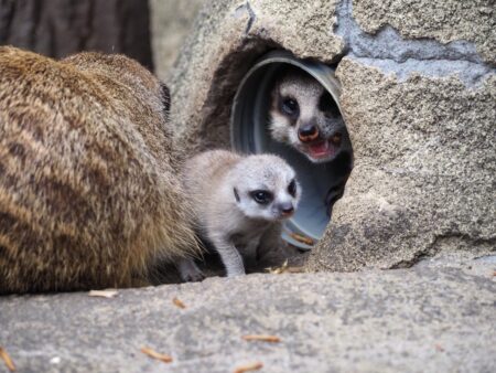 Małe surykatki w warszawskim zoo, fot. Marta Tomczyk, Zoo Warszawa