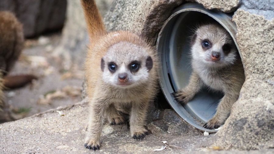 Małe surykatki w warszawskim zoo, fot. Marta Tomczyk, Zoo Warszawa