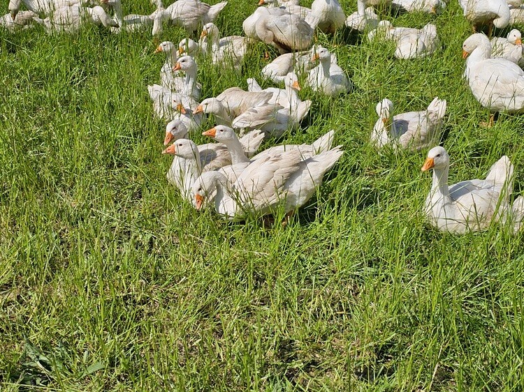 Naturalny odchów – zdrowie i dobrostan