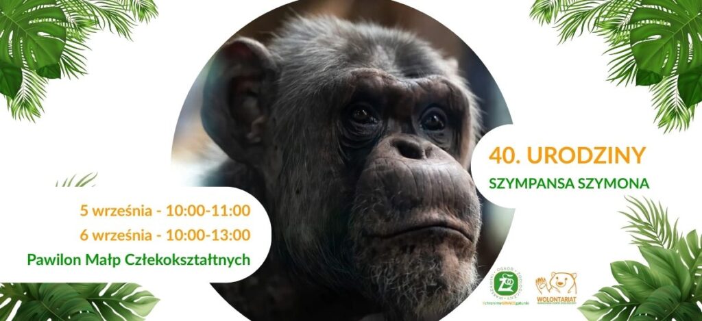 Wielka impreza w Warszawskim Zoo – szympans Szymon obchodzi 40. urodziny