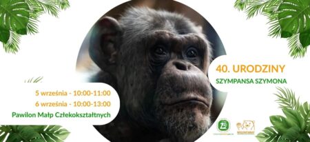 Wielka impreza w Warszawskim Zoo – szympans Szymon obchodzi 40. urodziny