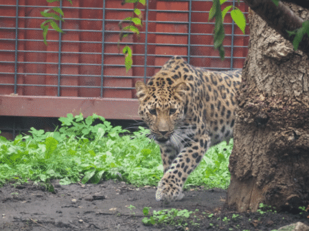 Lamparcica Auckley, fot. Marta Tomczyk_Warszawskie ZOO