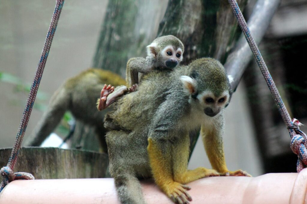 Nowi mieszkańcy warszawskiego ZOO - Sajmiri, fot. Ewa Jakowlew