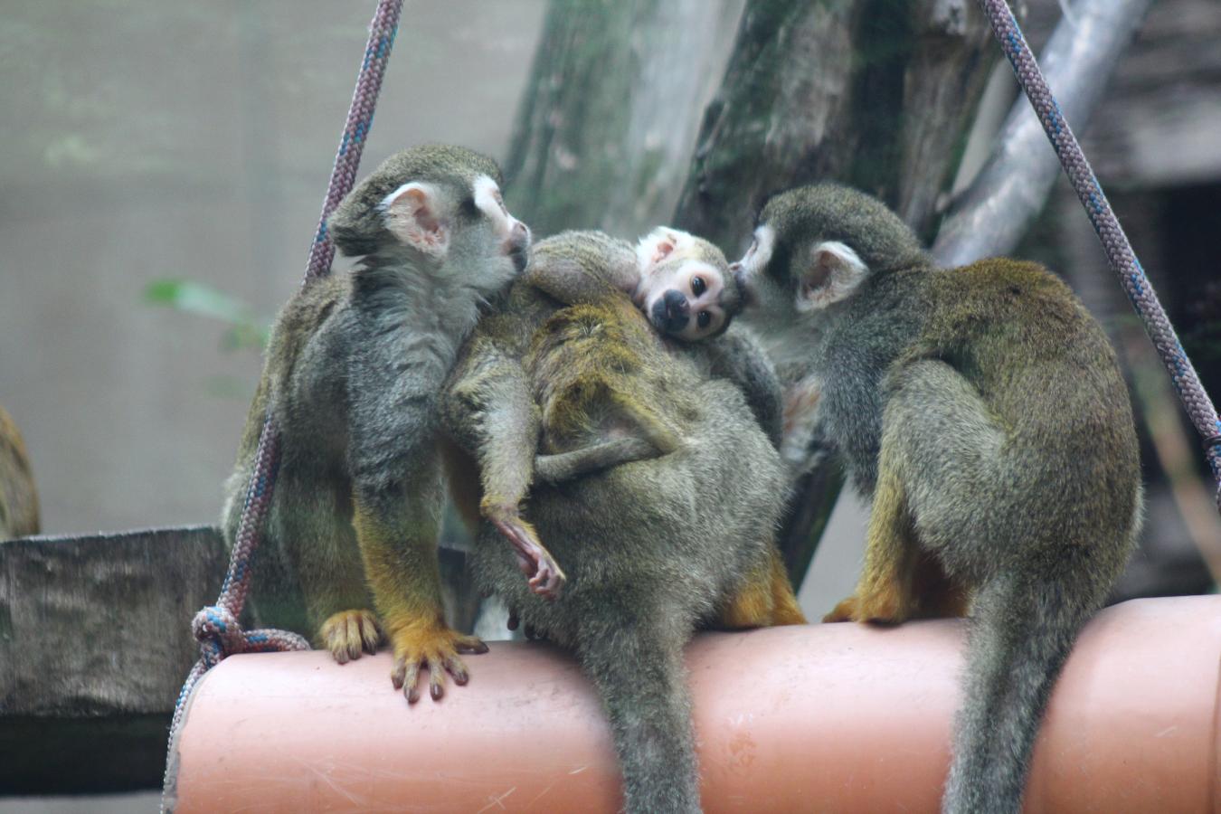 Nowi mieszkańcy warszawskiego ZOO Sajmiri, fot. Ewa Jakowlew