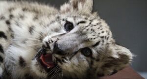 Irbis śnieżny Pamir, fot. Marta Tomczyk - Warszawskie ZOO