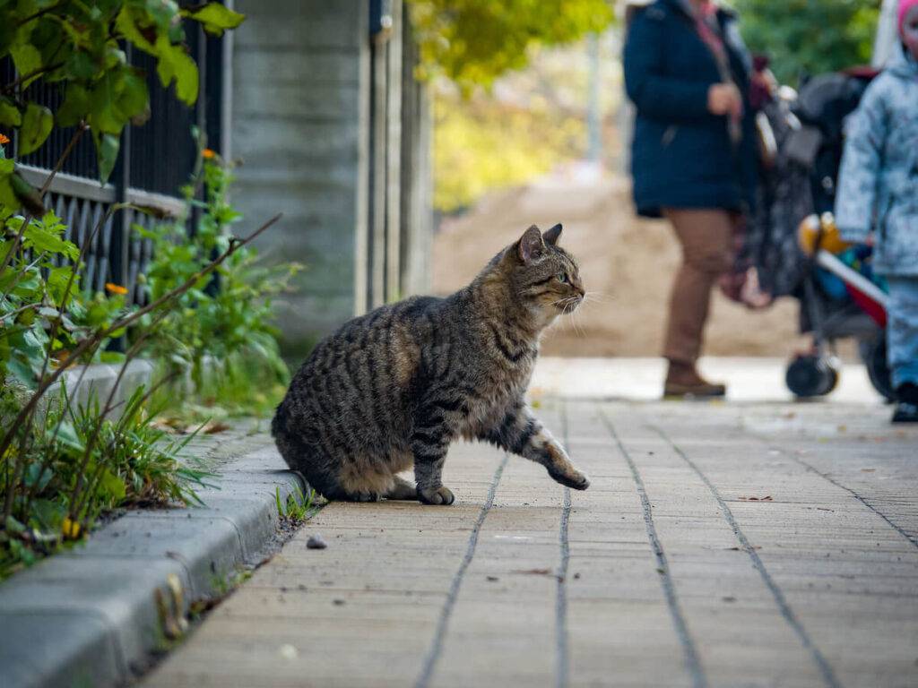Warszawa będzie dalej dokarmiać koty wolno żyjące