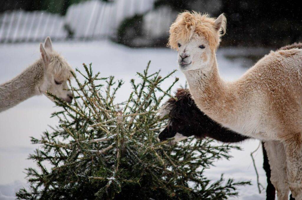 Dzień Babci i Dziadka w Warszawskim ZOO Autor: Iwona Stepajtis, Warszawskie Zoo