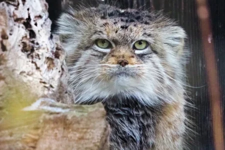 Manulka Jessie w Warszawskim ZOO | Autor: Paulina Chmielnicka-Tkaczyk/Warszawskie ZOO