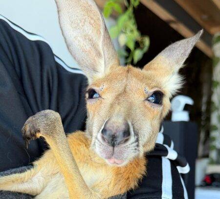 Kangur fot. Dawid Wdowinski