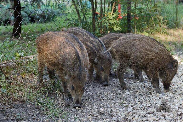Dziki w Warszawie. Miasto reaguje na rosnącą liczbę zgłoszeń Dziki w Warszawie