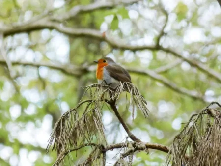 Autor: Lasy Miejskie Warszawa