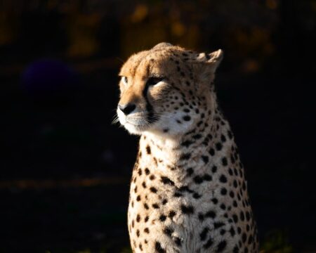 Warszawskie ZOO otwiera powiększony wybieg dla gepardów gepard grzywiasty Iga Kupiec