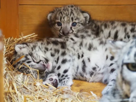W Warszawskim ZOO urodziły się trzy irbisy śnieżne Młode irbisy Warszawskie ZOO. Autor: Marta Tomczyk, Warszawskie ZOO