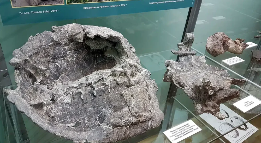 Najstarsze na świecie żółwie z Polski - wystawa stała Muzeum Ewolucji w PKiN